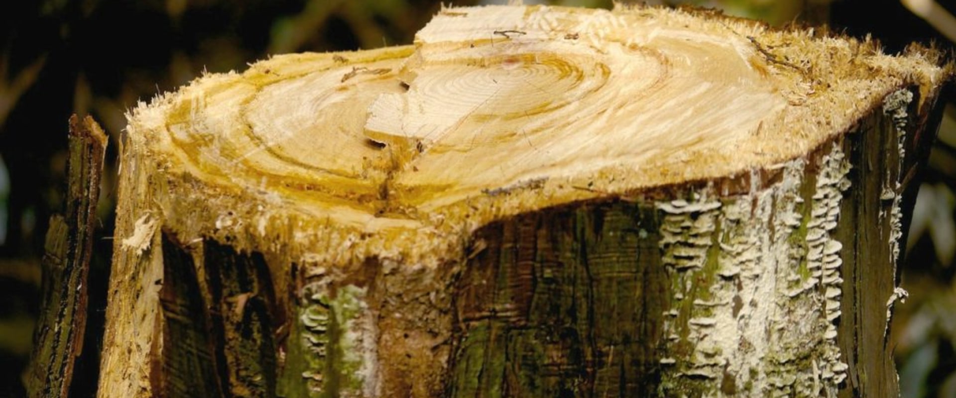 The Average Cost of a Commercial Tree Stump Grinding Job